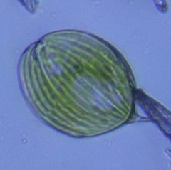 Phacus orbicularis