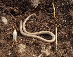 Aprasia striolata