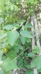 Mysoria affinis