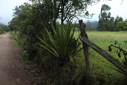 Furcraea cabuya