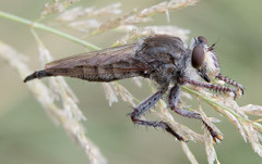 Promachus truquii