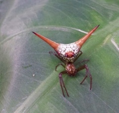 Micrathena militaris