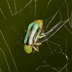 Diabrotica longicornis