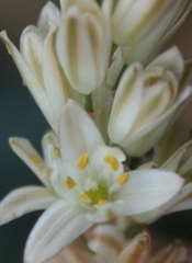Ornithogalum juncifolium