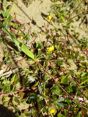 Chamaecrista kunthiana