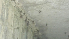 Emballonuridae