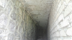 Emballonuridae