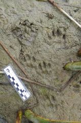 Lontra longicaudis