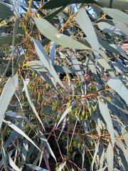 Eucalyptus torquata