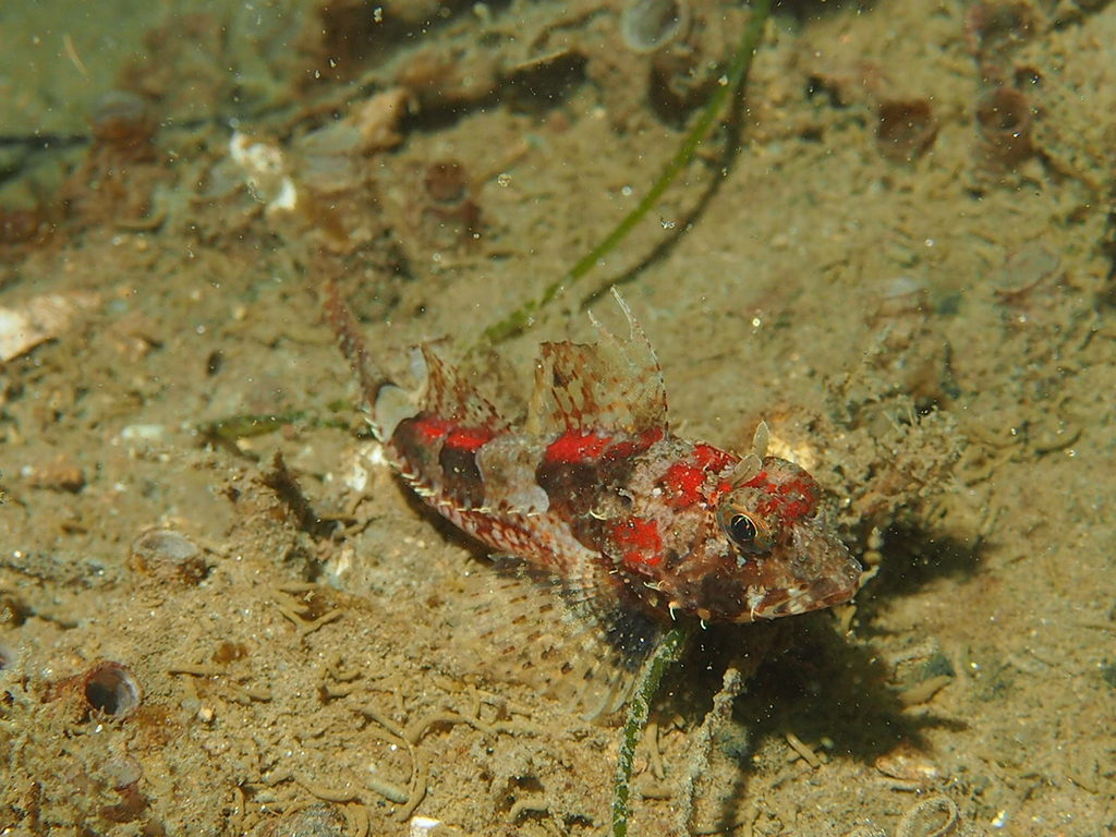Pit-Head Sculpin