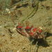 Pit-Head Sculpin - Photo (c) Stefanie, some rights reserved (CC BY-NC), uploaded by Stefanie