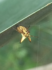 Micrathena annulata