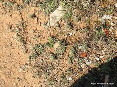 Pilosella castellana