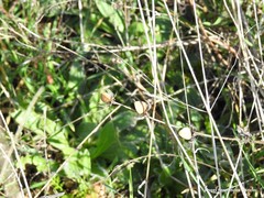 Helianthemum ledifolium