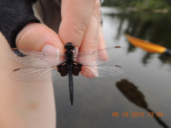 Celithemis martha