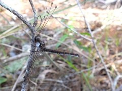 Suhpalacsa lyriformis