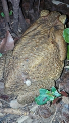 Amblyomma rotundatum