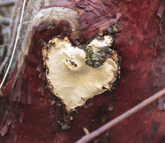 Phellinus arctostaphyli