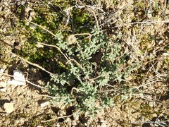 Helianthemum hirtum