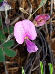Tephrosia cinerea