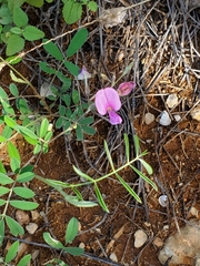Tephrosia cinerea