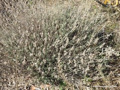 Helianthemum asperum