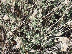 Helianthemum asperum