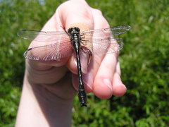 Hylogomphus adelphus