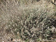 Helianthemum asperum
