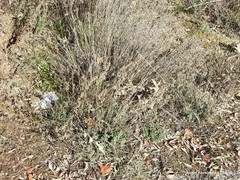 Helianthemum asperum