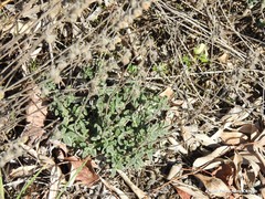 Helianthemum asperum