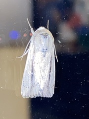 Leucania cinereicolis