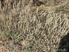 Helianthemum asperum