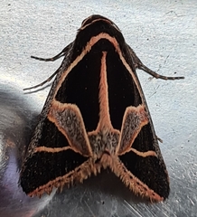 Xenogenes gloriosa