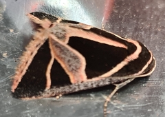 Xenogenes gloriosa