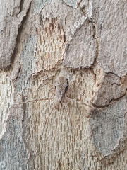Tamopsis