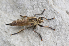 Machimus rusticus