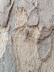 Tamopsis