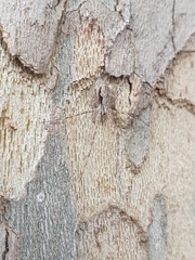 Tamopsis