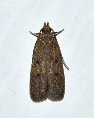 Glyphidocera juniperella