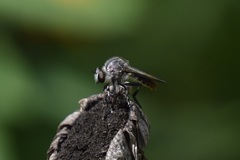 Heteropogon macerinus
