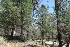 Callitris columellaris