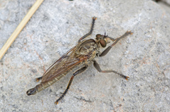 Machimus rusticus