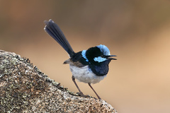 Malurus cyaneus cyanochlamys