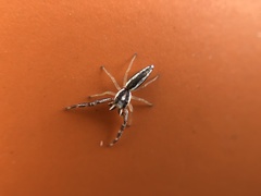 Hentzia grenada