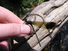 Calopteryx aequabilis