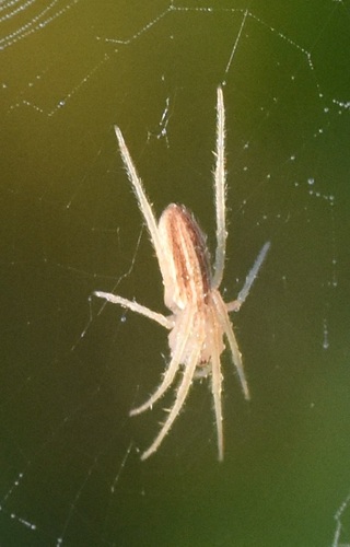 Larinia directa