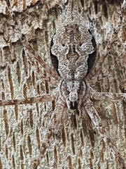 Tamopsis
