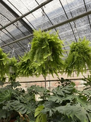 Nephrolepis hirsutula