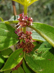 Miconia sericea